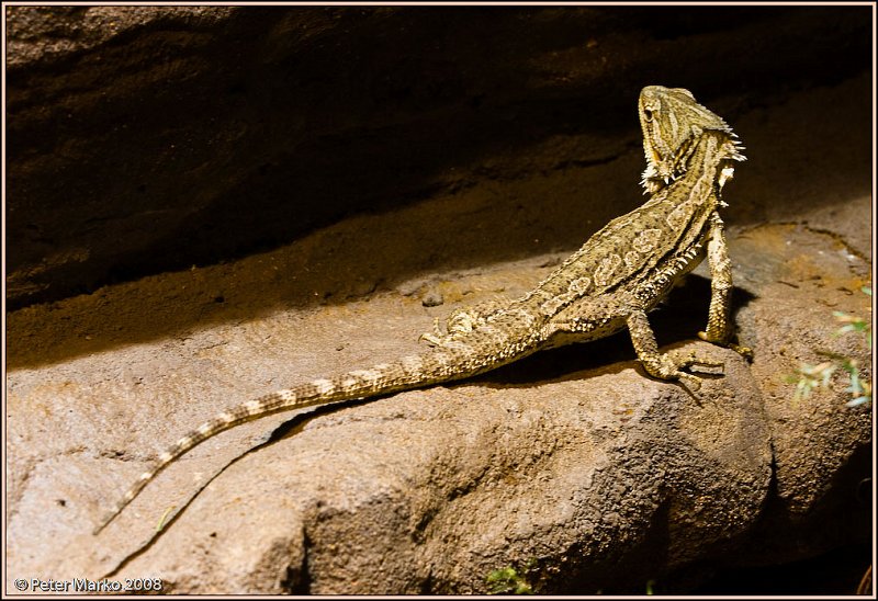 WV8X8437.jpg - Australian reptiles, Sydney, Australia.